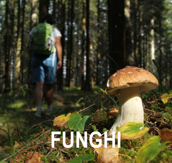 passeggiare tra i boschi in cerca di funghi con  la Famiglia